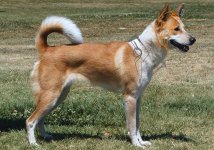 A photograph of a Canaan dog edited to resemble Canaan from Xenosaga